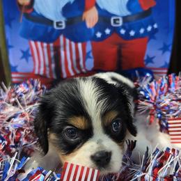 Happy - Tri-color male Cavalier King Charles Spaniel puppy in Neosho, Missouri from County-Line Critters