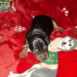 Amaya - Black and rust female Miniature Pinscher puppy in Grove, Oklahoma from K&J's Min Pins Of Grand Lake