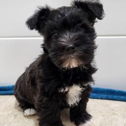 Lyric - Salt and pepper female Miniature Schnauzer puppy in Crestview, Florida from Mert's Creek Miniature Schnauzers