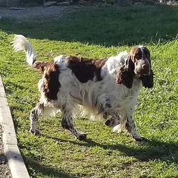 Logan - English Springer Spaniel