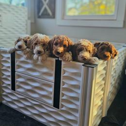 Goldendoodle Puppies from Meadow Lark Doodles
