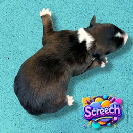 SCREECH - Black Tri Male - Black tri-color male Australian Shepherd puppy in Gainesville, Texas from Lady Luck Aussies