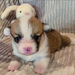 Buscuit - Red female Pembroke Welsh Corgi puppy in New Hampshire from Muddy Paws Corgis
