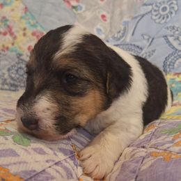 Holly - White black and tan female Wire Fox Terrier puppy in Lancaster, Missouri from Missouri Meadows Farm