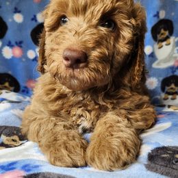 Australian Labradoodle Puppies from Doodle Creek NC Labradoodles