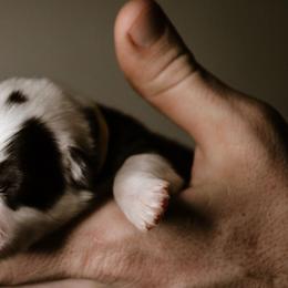 Frank - Black and tan male Pembroke Welsh Corgi puppy in South Otselic, New York from Ridge Top Corgis