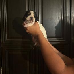 Cooper - Black white and brown male Basset Hound puppy in Denison, Texas from Emma Lou's Baby Bassets