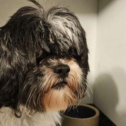 Licorice - Lhasa Apso