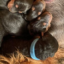 Airedale Terrier Puppies from Rising-aire Terriers