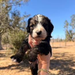 Girl 2 - Sable female Bernedoodle puppy in Fort Meade, Florida from Baldwin Dood Ranch