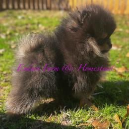 Pomeranian Puppies from Endure Farm & Homestead