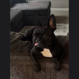 Diamond - French Bulldog
