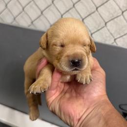 Promise - Yellow female Dilute Retriever puppy in Baldwin City, Kansas from Hedge Lane Labradors