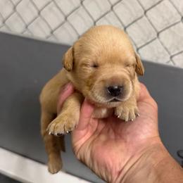 Promise - Yellow female Dilute Retriever puppy in Baldwin City, Kansas from Hedge Lane Labradors