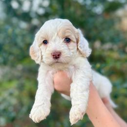 Sandy - Cream female Cockapoo puppy in Tallahassee, Florida from Panhandle Pups
