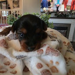 Bailey (Grey) - Black and tan female Yorkshire Terrier puppy in Fayetteville, Tennessee from Mina's Yorkies