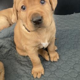 Labrador Retriever Puppies from Ritchie Road Labradors