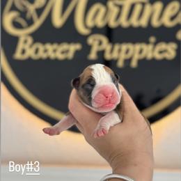 Boy3 - Fawn male Boxer puppy in Orlando, Florida from Martinez AKC Boxers of Central Florida