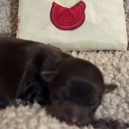 Xavier - Chocolate male Havanese puppy in Arizona from HavaDoggie