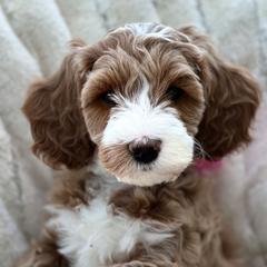 Assorted Doodle Crosses, Australian Labradoodle, Cavachon, and Cavapoo Puppies from Bark & Bramble Cavapoochons