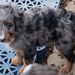 Orange Girl - Phantom female Bernedoodle puppy in Kimberly, Idaho from Wizardwood Doodles