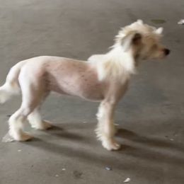 Dolly - Chinese Crested