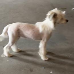 Dolly - Chinese Crested