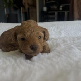 Berry - Red female Maltipoo puppy in San Diego, California from Maltipoos SD