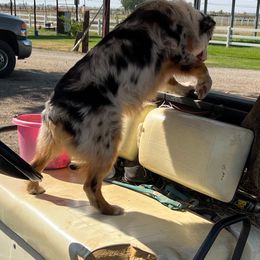 Australian Shepherds from Fayra's Australian Shepherds