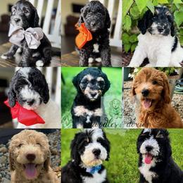 Dachshund, Goldendoodle, and Sheepadoodle Puppies from Doodles & Doxies
