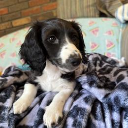 Honey - Piebald female Dachshund puppy in Pocasset, Massachusetts from Dachs of the Bay