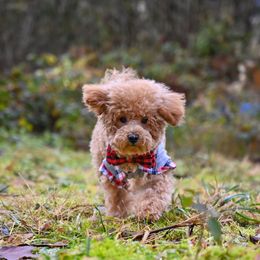 Maltipoo puppies from My Sweet Poodles and Doodles