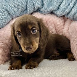 Susie - Chocolate and tan Dachshund puppy in Imperial, Missouri from Bea’s Dackel Haüs