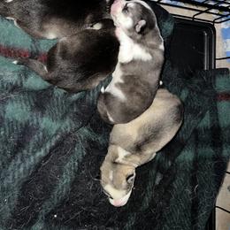 Goldendoodle and Siberian Husky Puppies from All American Pups