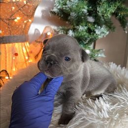 Tater - Blue female French Bulldog puppy in Lubbock, Texas from West Texas Dachshunds LLC