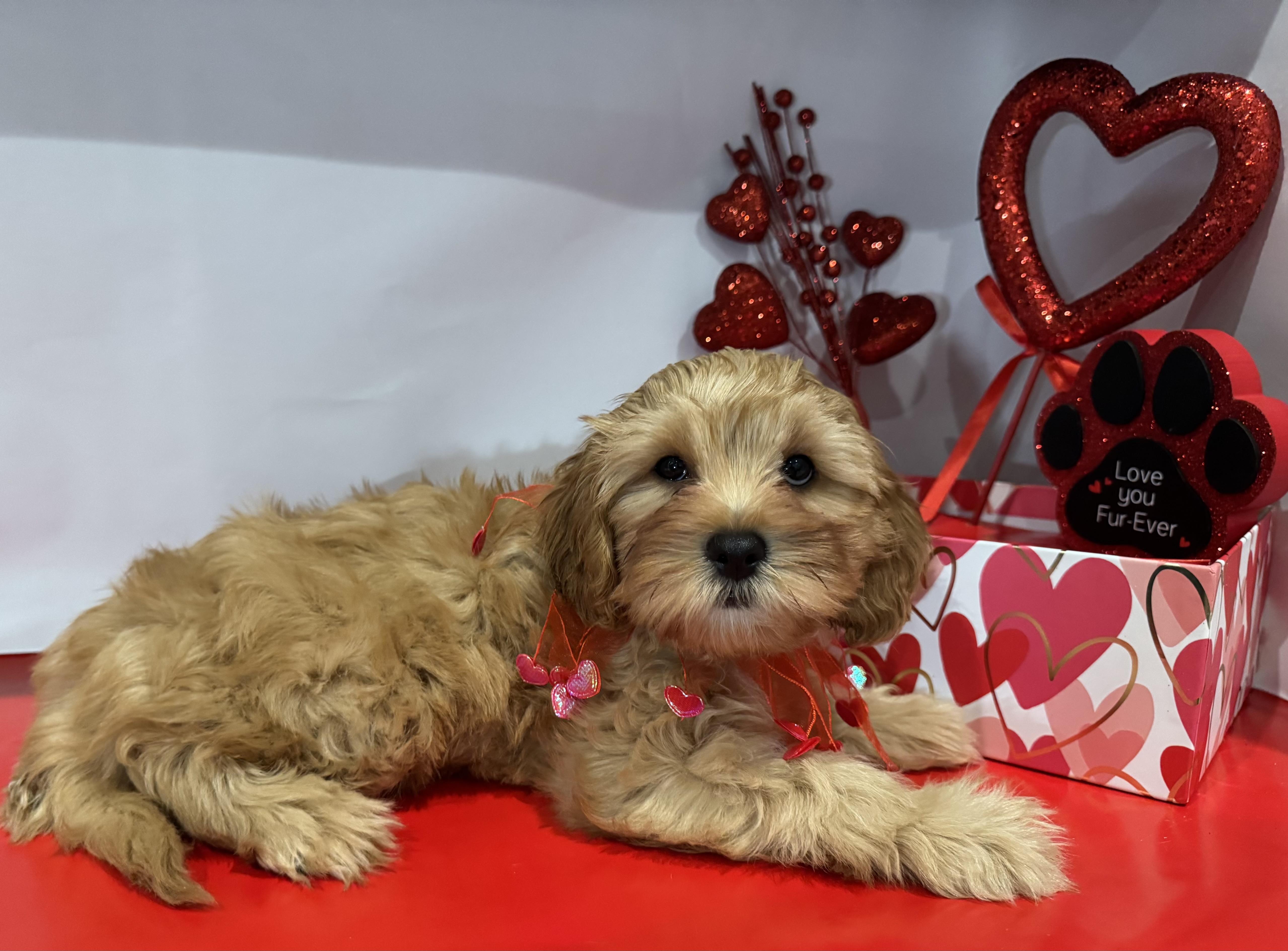 Kayes Cavapoos in Texas | Cavapoo puppies | Good Dog