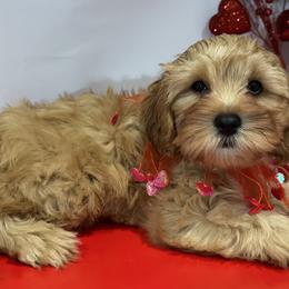 Cavapoos and Cavapoochons from Kayes Cavapoos