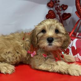 Cavapoos and Cavapoochons from Kayes Cavapoos