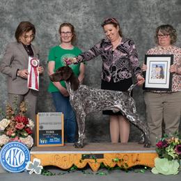 German Shorthaired Pointer All Grown Up from Windward German Shorthaired Pointers
