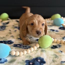 Maverick - Red male Dachshund puppy in Morristown, Tennessee from Hillside Hounds