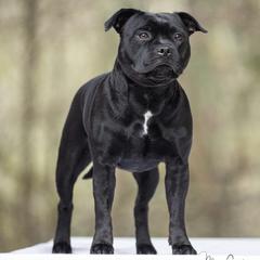 Retta - Staffordshire Bull Terrier