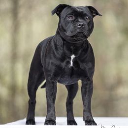 Retta - Staffordshire Bull Terrier