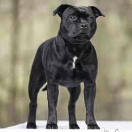 Retta - Staffordshire Bull Terrier