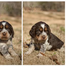 Kali - Tri-Roan female English Springer Spaniel puppy in Westminster, South Carolina from Hidden Valley Springers