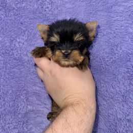 Yorkshire Terrier Puppies from The Royal Yorkie Den LLC