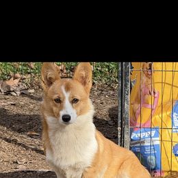 Julia - Red and white female Cardigan Welsh Corgi puppy in Maidsville, West Virginia from L&B Lowriders