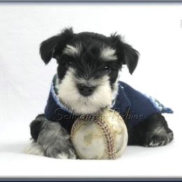 Miniature Schnauzer Puppies from Kindred’s Classic Miniature Schnauzers