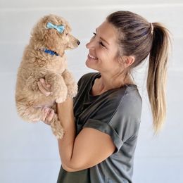 Bernedoodle, Goldendoodle, and Poodle Puppies from Central Valley Canine Companions