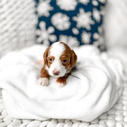 Simba - Red  male Goldendoodle puppy in Springville, Utah from Happy Doodle