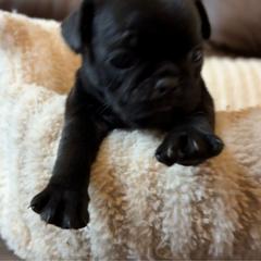 Female 2 - Black female Pug puppy in Athens, Alabama from Tina’s Pugs